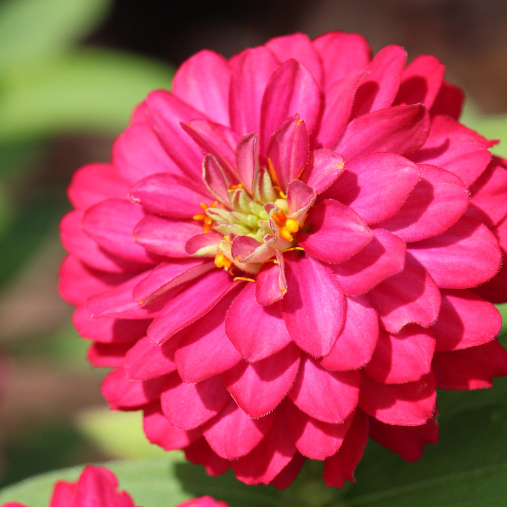 annual perennial biennial differences