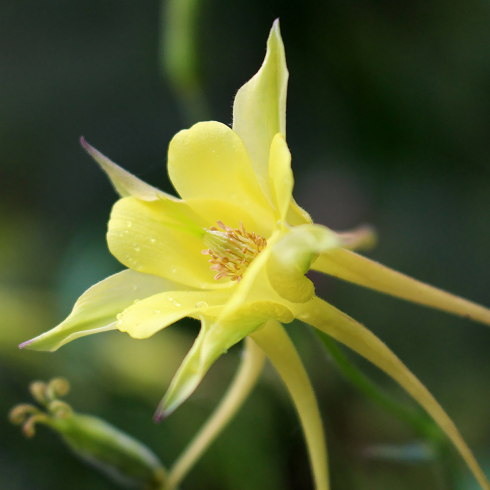 annual perennial biennial differences