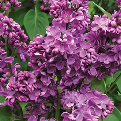 lilac_4