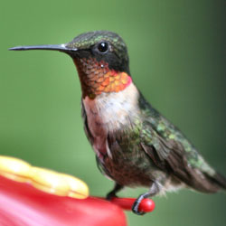 hummingbird1