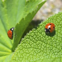 ladybirds (3)