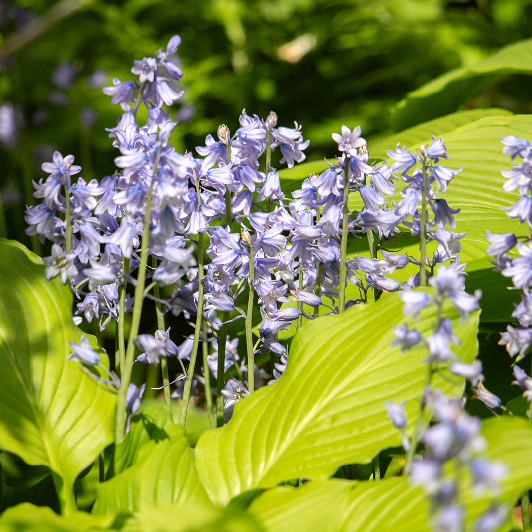Right Plant, Right Place