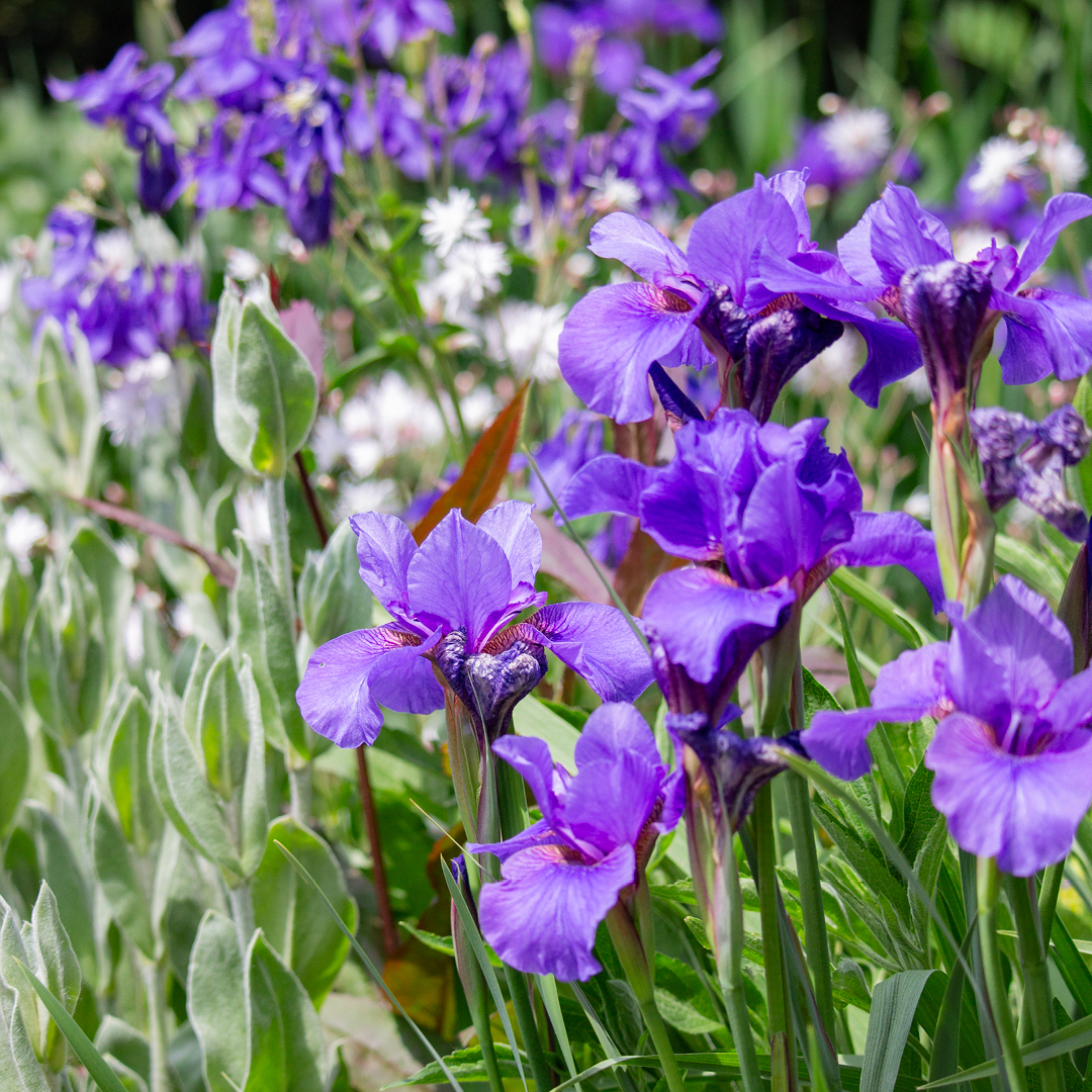 Right Plant, Right Place