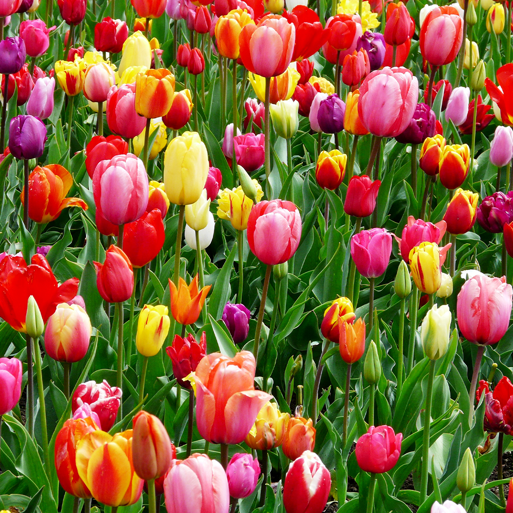 Tulips
