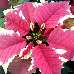 poinsettia2