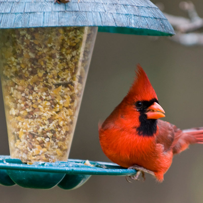 Bird Feeding Basics Guide