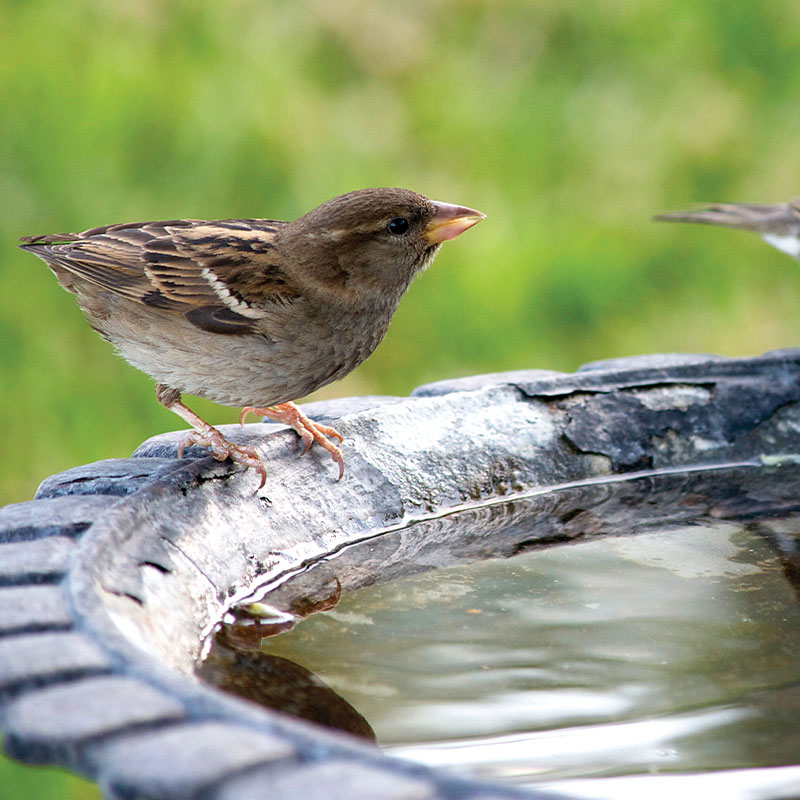 Bird Feeding Basics Guide