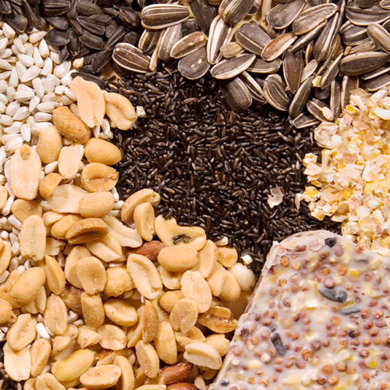 Bird Feeding Basics Guide