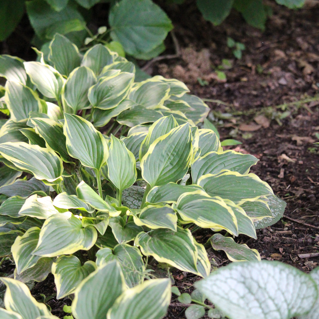 early spring garden checklist