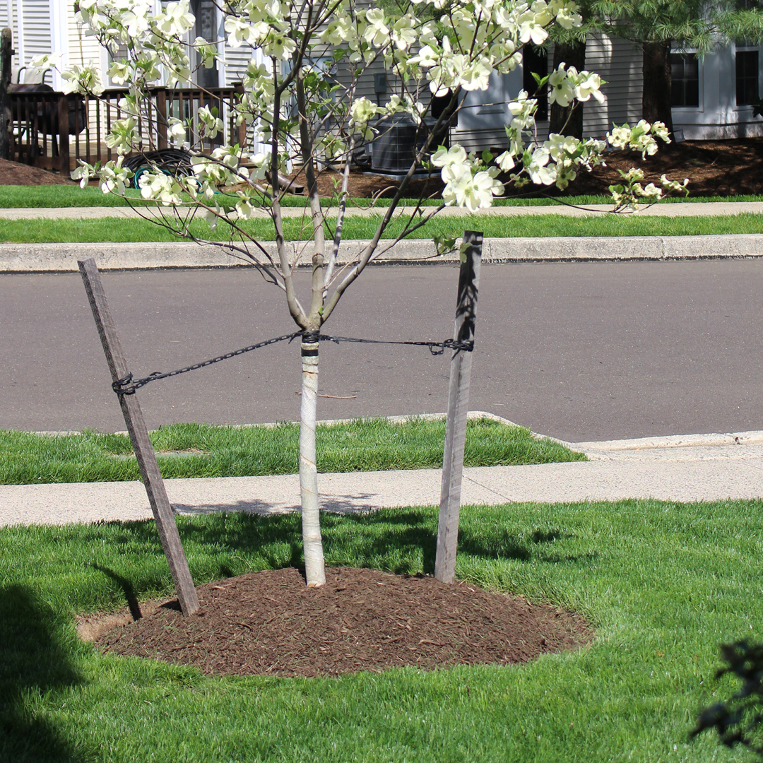 tree staking best practices