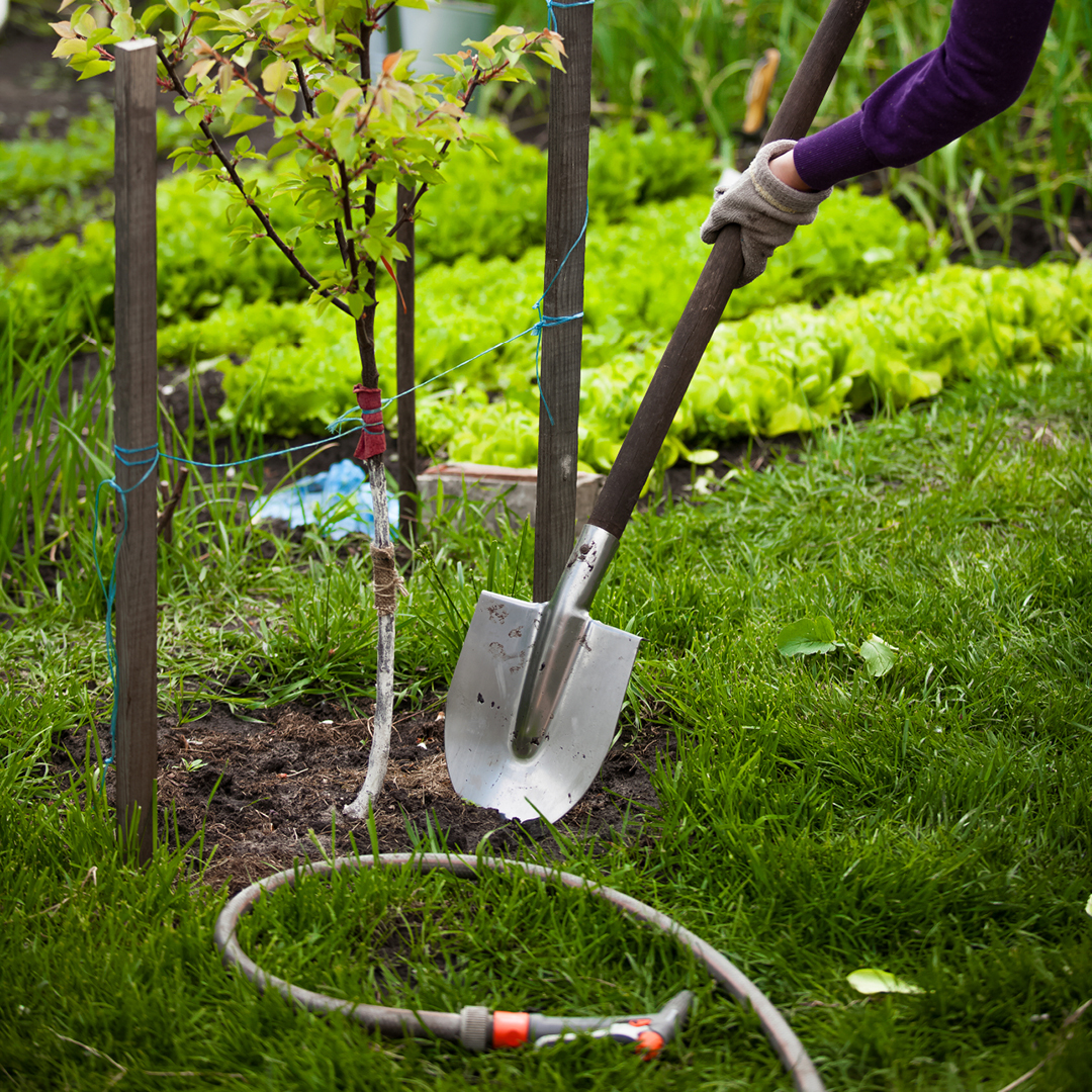 tree staking best practices