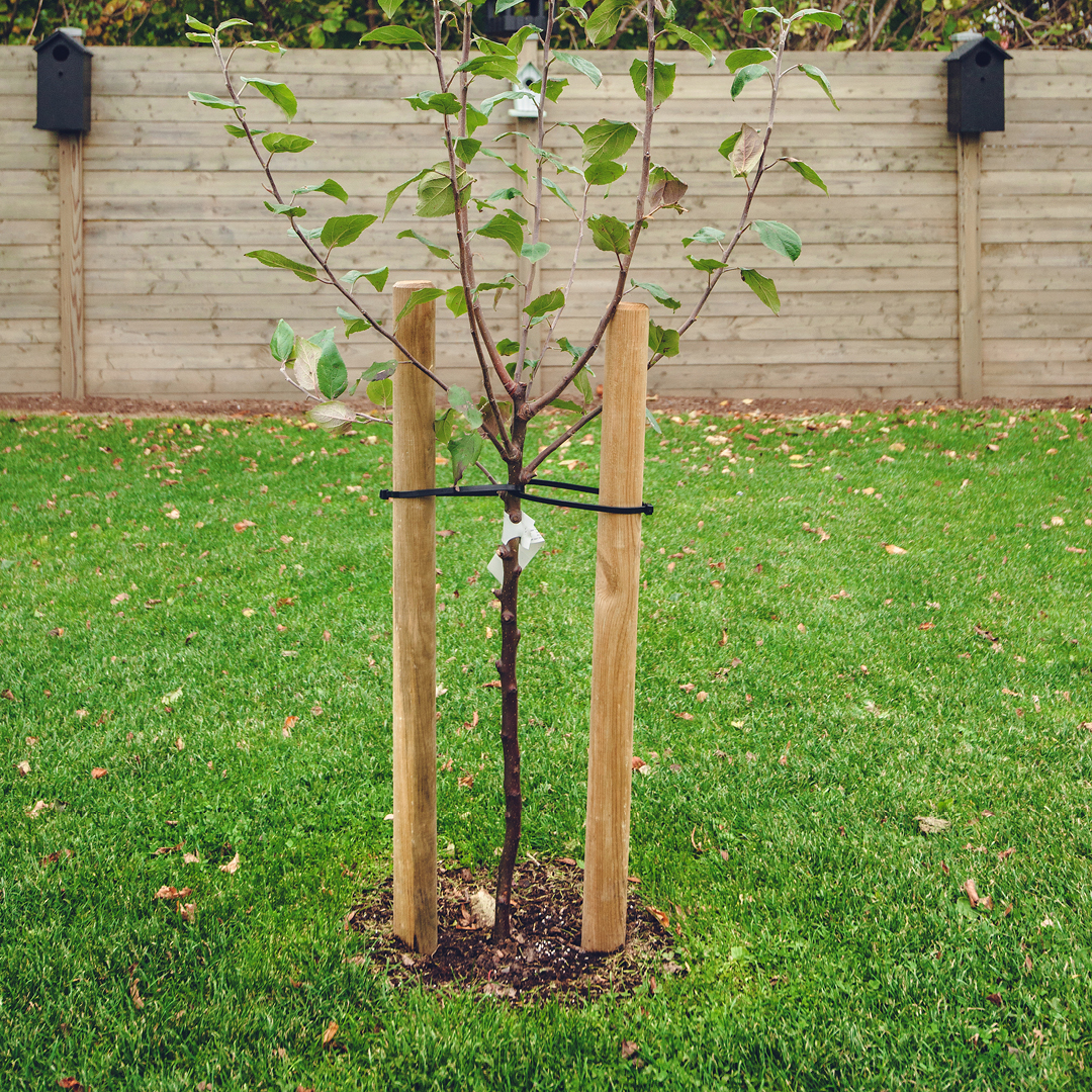 tree staking best practices