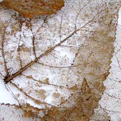 Winter insect control begins