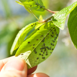 aphid control garden plants