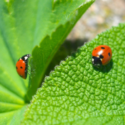 aphid control garden plants