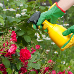 aphid control garden plants