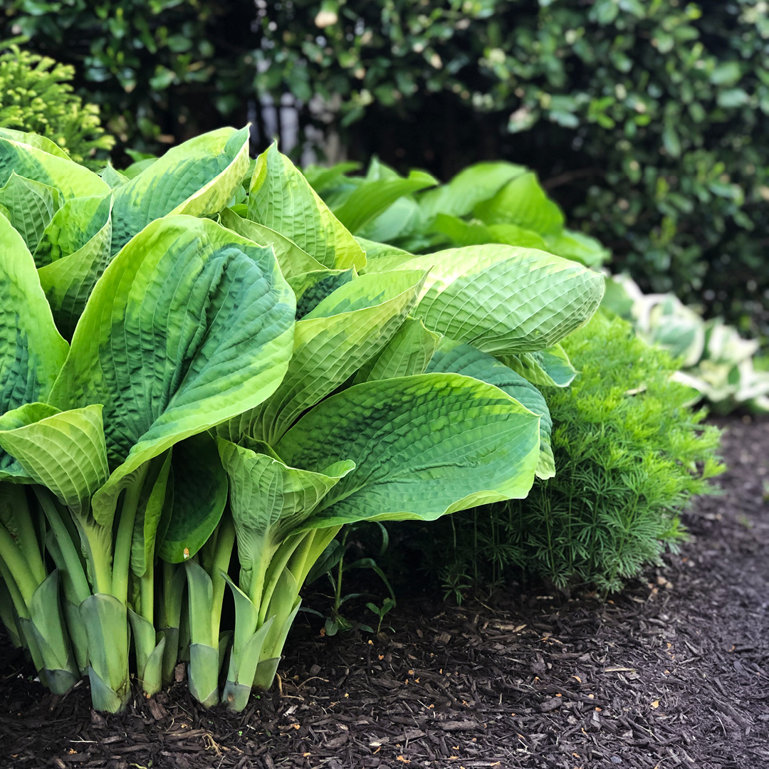 April garden checklist spring