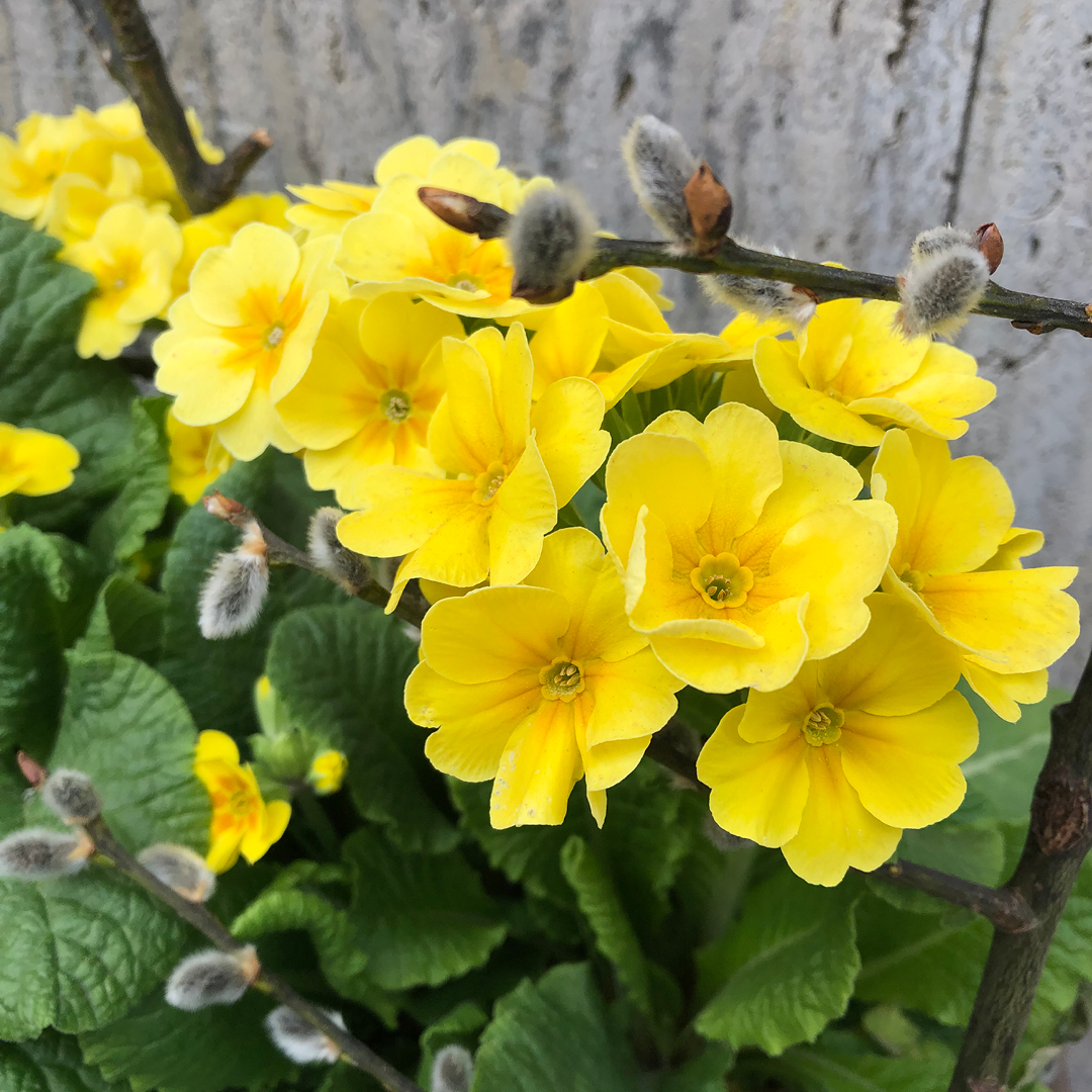 April garden checklist spring