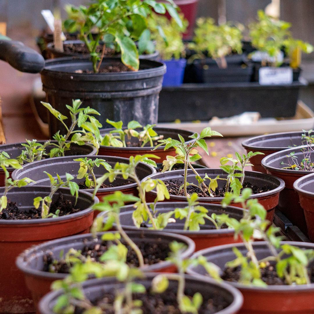 April garden checklist spring