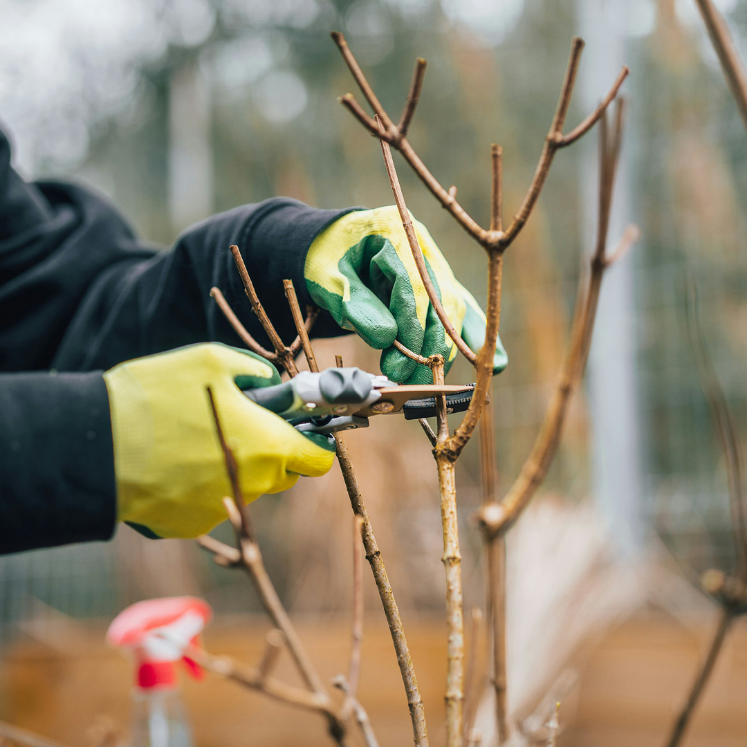 did plants survive winter