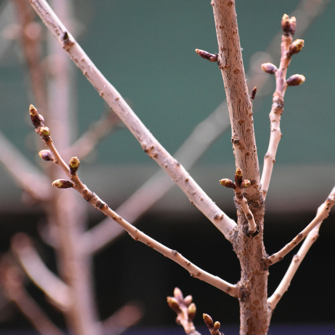 did plants survive winter