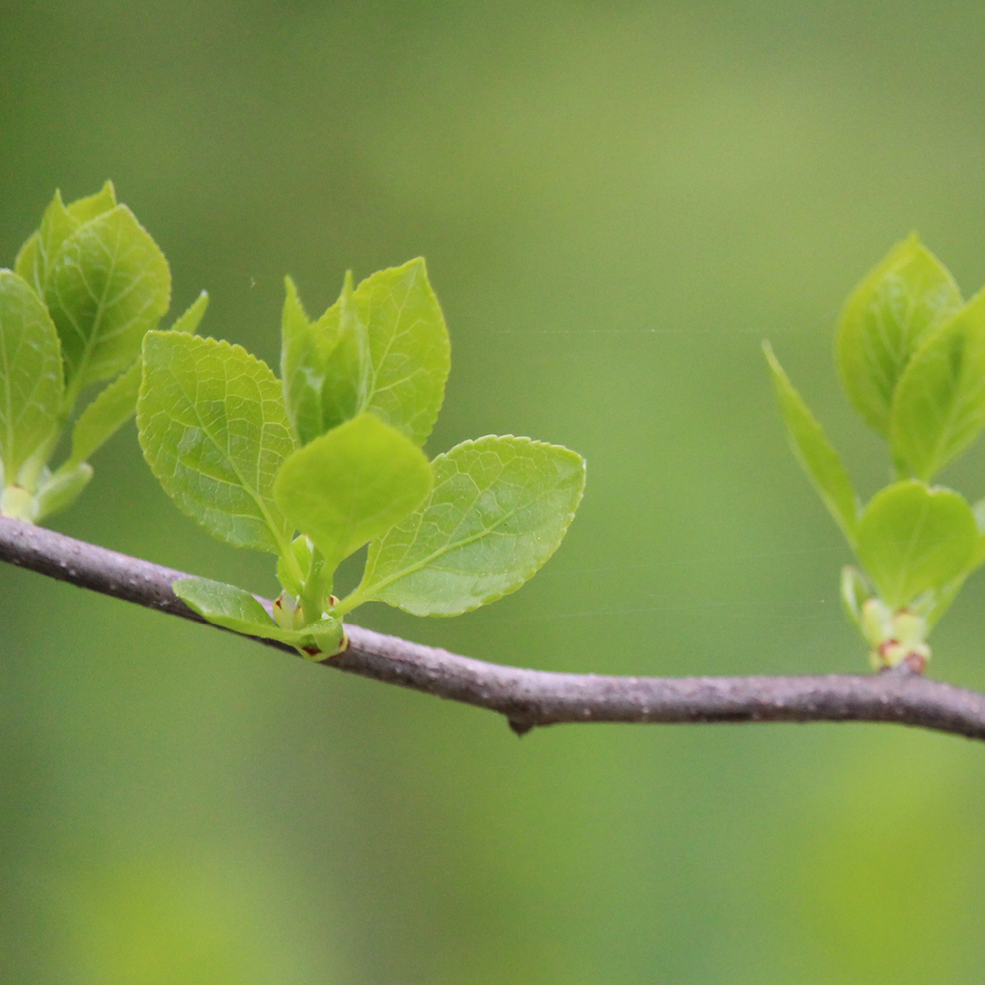 did plants survive winter
