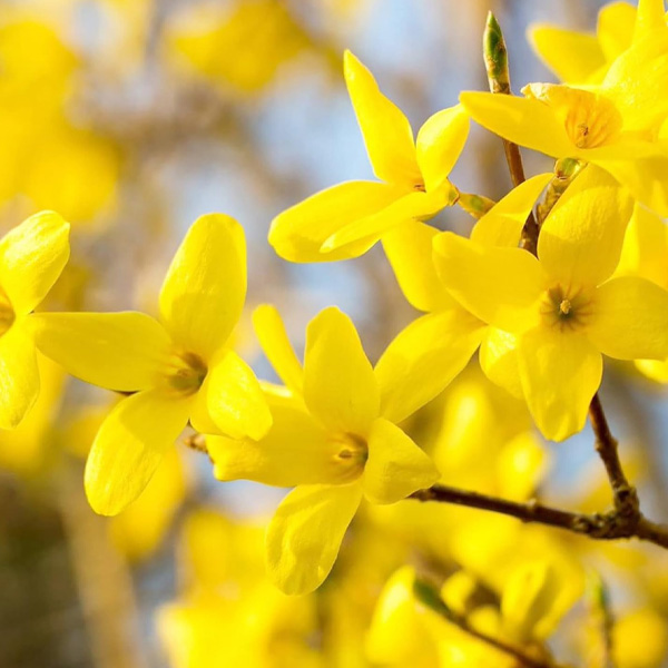 pruning forsythia shrubs