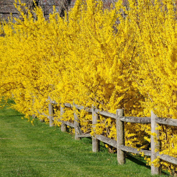 pruning forsythia shrubs