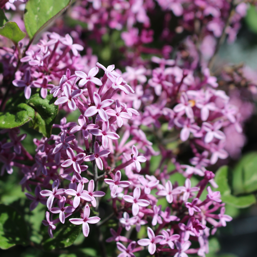 spring shrub fertilizing timing